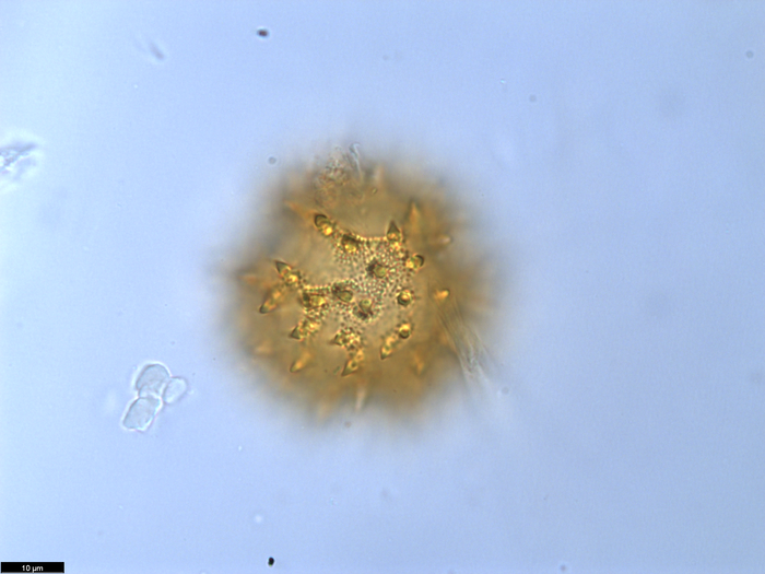 Pollen grain of Vernonia teucrioides, Teixeira, J.M.L.B., et al.,, 10625