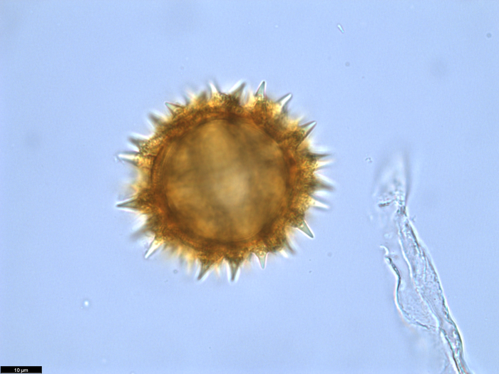 Pollen grain of Vernonia teucrioides, Teixeira, J.M.L.B. et al., 10625