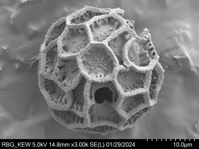 Pollen grain of Vernonia tropophila, L. Gautier, I. Luino, A.P. Rasolonjatovo, LG 6190