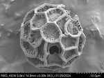 Pollen grain of Vernonia tropophila, L. Gautier, I. Luino, A.P. Rasolonjatovo, LG 6190