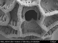Pollen grain of Vernonia tropophila, L. Gautier, I. Luino, A.P. Rasolonjatovo, LG 6190