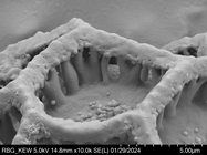 Pollen grain of Vernonia tropophila, L. Gautier, I. Luino, A.P. Rasolonjatovo, LG 6190