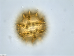 Pollen grain of Vernonia vaginata, Gossweiler, J.,3323