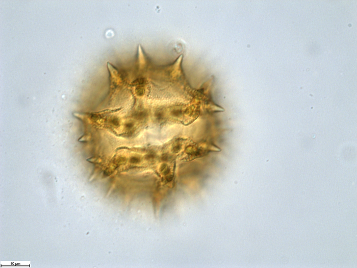 Pollen grain of Vernonia vaginata, Gossweiler, J.,3323