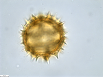 Pollen grain of Vernonia vaginata, Gossweiler, J.,3323