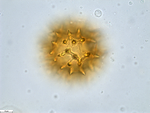 Pollen grain of Vernonia vaginata, Gossweiler, J.,3323