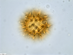Pollen grain of Vernonia vaginata, Gossweiler, J.,3323