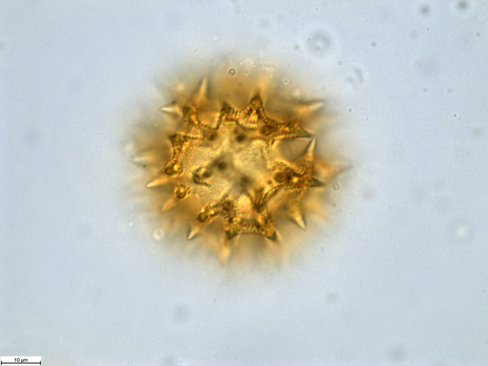 Pollen grain of Vernonia vaginata, Gossweiler, J.,3323