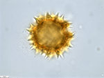 Pollen grain of Vernonia vaginata, Gossweiler, J.,3323
