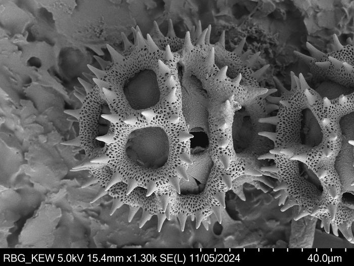 Pollen grain of Vernonia vallicola, Gossweiler, J., 3781