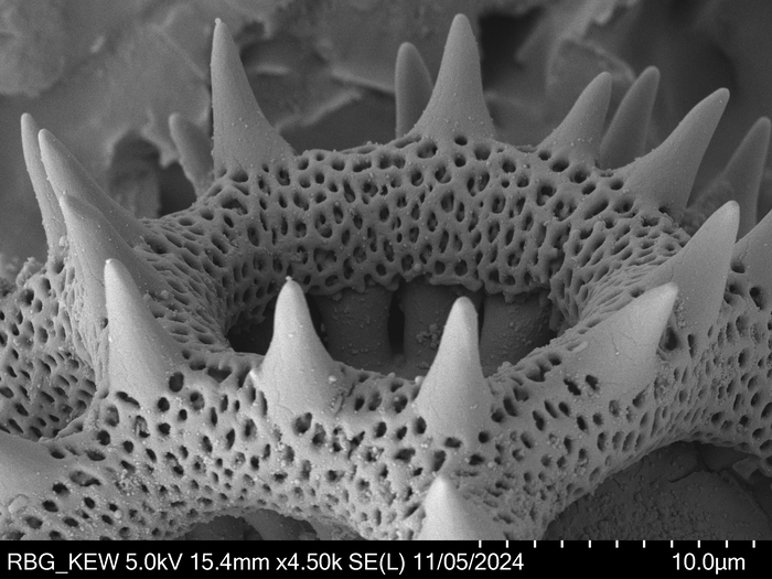 Pollen grain of Vernonia vallicola, Gossweiler, J., 3781