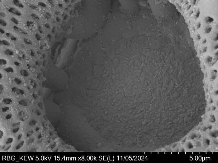 Pollen grain of Vernonia vallicola, Gossweiler, J., 3781