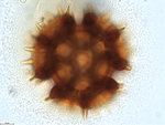 Pollen grain of Vernonia vallicola, Gossweiler, J., 3781