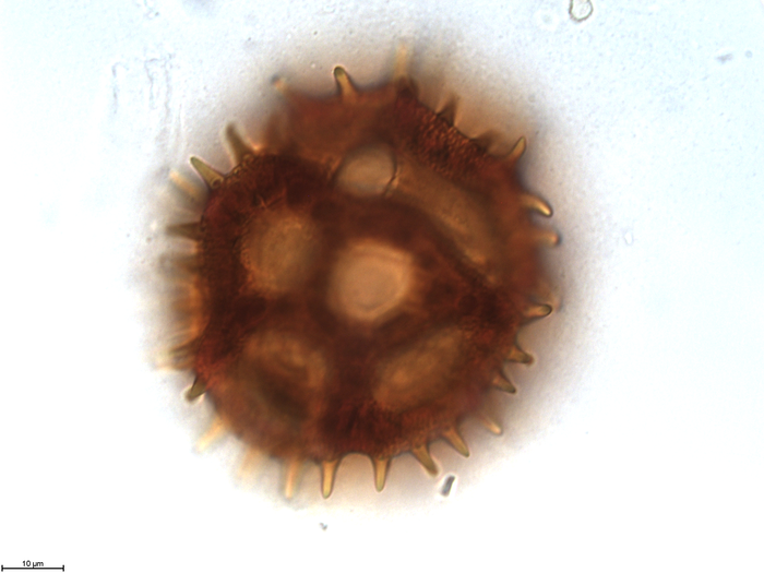 Pollen grain of Vernonia vallicola, Gossweiler, J., 3781