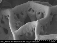 Pollen grain of Vernonia vohemarensis, H. Perrier de la Bâthie , 3151