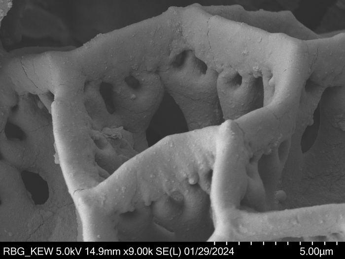 Pollen grain of Vernonia vohemarensis, H. Perrier de la Bâthie , 3151