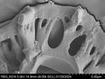 Pollen grain of Vernonia vohemarensis, H. Perrier de la Bâthie , 3151