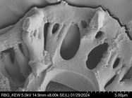 Pollen grain of Vernonia vohemarensis, H. Perrier de la Bâthie , 3151