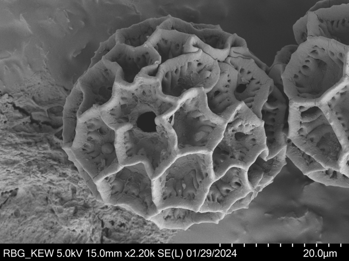 Pollen grain of Vernonia vohemarensis, H. Perrier de la Bâthie , 3151