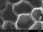 Pollen grain of Vernonia welwitschii, Exell, A.W., Mendonça, F.A., 2264