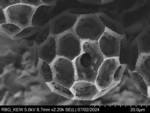 Pollen grain of Vernonia welwitschii, Exell, A.W., Mendonça, F.A., 2264