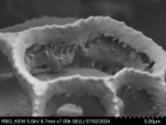 Pollen grain of Vernonia welwitschii, Exell, A.W., Mendonça, F.A., 2264
