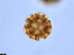 Pollen grain of Vernonia welwitschii, Exell, A.W., Mendonça, F.A., 2264