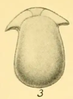 Lagena uncinata Heron-Allen & Earland, 1932