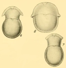 Lingulina falcata Heron-Allen & Earland, 1932