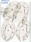 pelagicus  intersex
