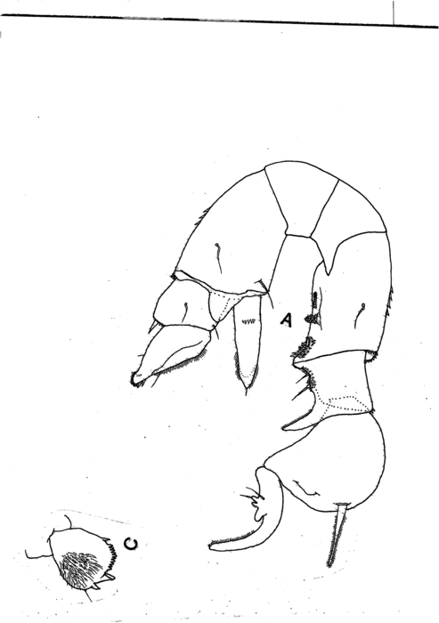 acutus male variation