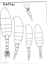 hessei habitus