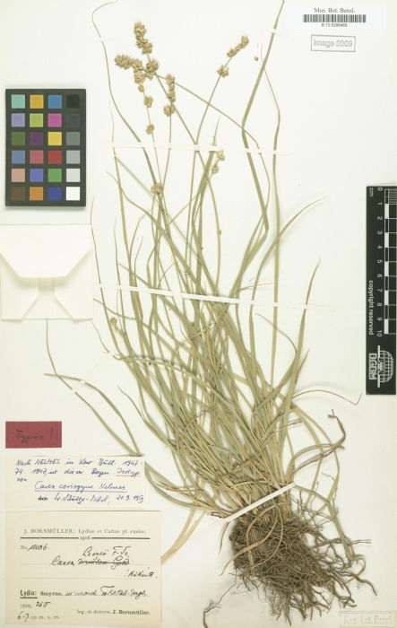 Carex coriogyne Nelmes, B 10 0296465, Isotype