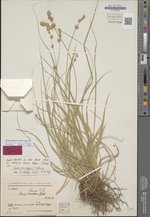 Carex coriogyne Nelmes, B 10 0296465, Isotype