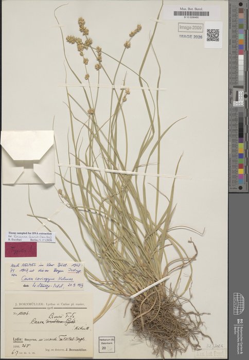 Carex coriogyne Nelmes, B 10 0296465, Isotype
