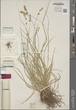 Carex coriogyne Nelmes, B 10 0296465, Isotype
