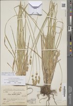 Carex coriogyne Nelmes, B 10 0325385