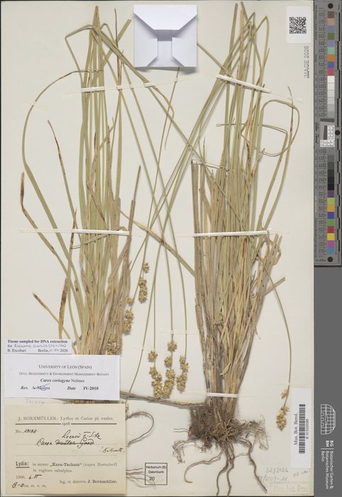 Carex coriogyne Nelmes, B 10 0325385