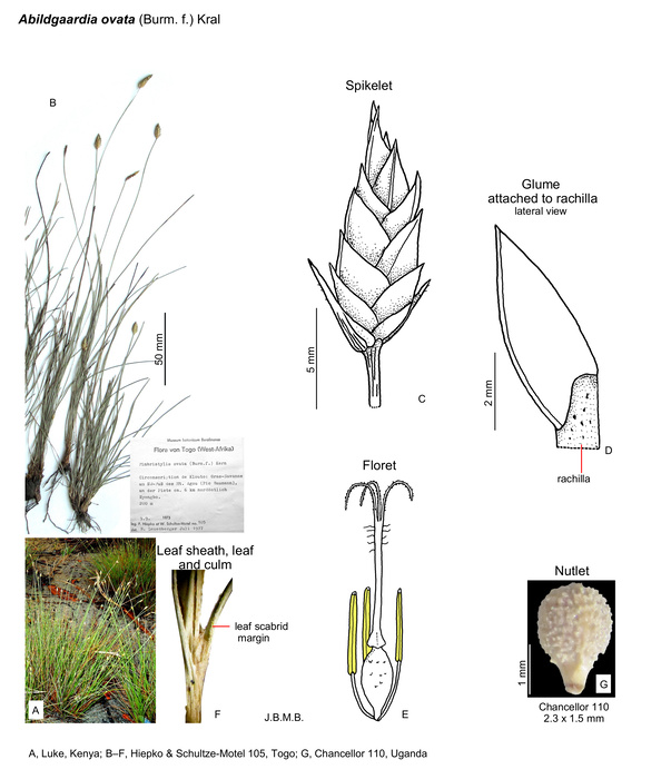 Abildgaardia ovata