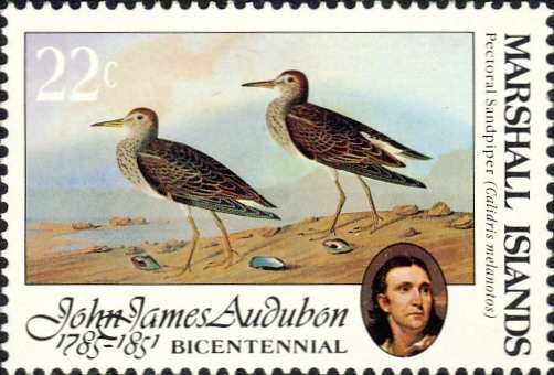 Calidris melanotos Calidris melanotos