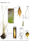 Abildgaardia triflora