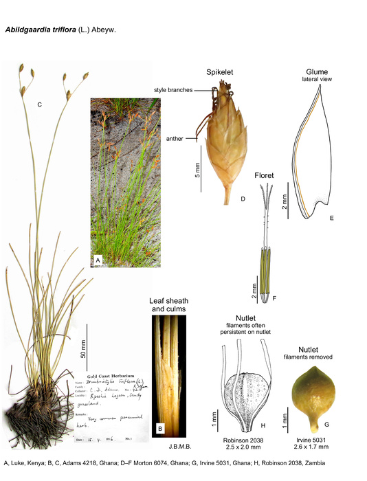 Abildgaardia triflora