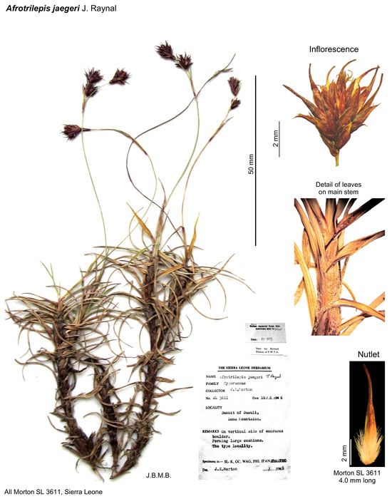 Afrotrilepis jaegeri