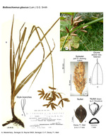 Bolboschoenus glaucus