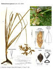 Bolboschoenus glaucus