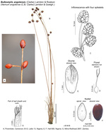 Bulbostylis angolensis