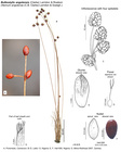 Bulbostylis angolensis