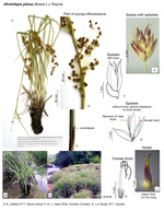 Afrotrilepis pilosa