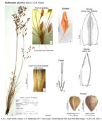Bulbostylis abortiva