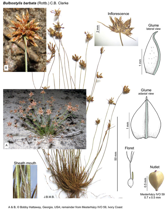 Bulbostylis barbata